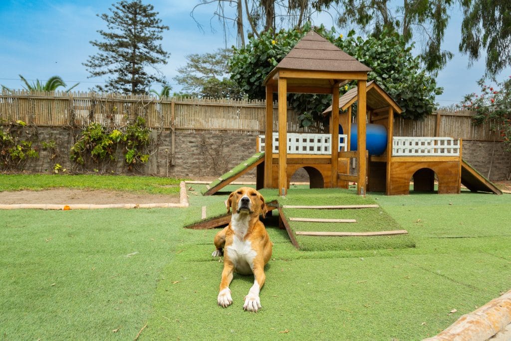 Perro jugando en Pets camp, guardería de mascotas